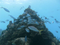   Fish swimming along reef. Photo was taken while diving John Pennekamp Key Largo. reef Largo  